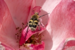 Gebaenderter-PinselkaeferTrichius-fasciatus250613100620