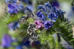 NatterkopfWildbiene250613095853
