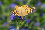 Distelfalter250609094524