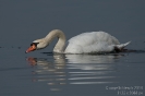 Höckerschwan130308122615