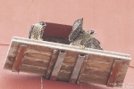 Wanderfalke250605130417