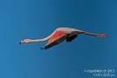 Rosaflamingo131203125932-(1)