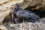 Waldrapp240310181414